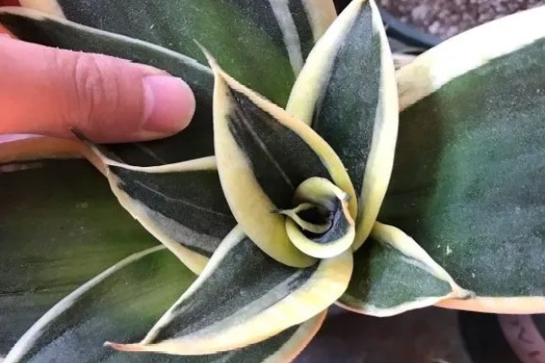 花养成这样,现在必须换盆,不然只能等死! 花养成这样,现在必须换盆,不然只能等死!