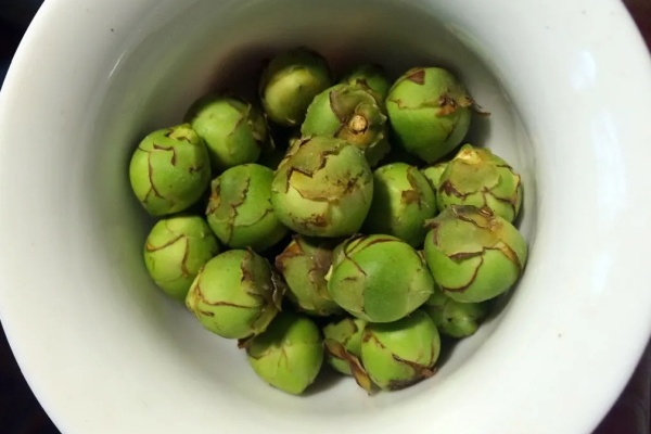 这花必须“掐”,否则不开花,越养越差劲! 这花必须“掐”,否则不开花,越养越差劲!