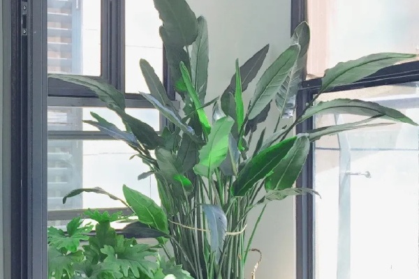 客厅摆盆它,叶子竖着长,有品位上档次! 客厅摆盆它,叶子竖着长,有品位上档次!