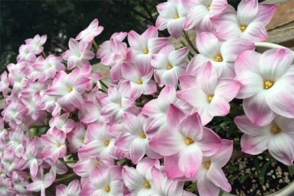 10种花,现在搬出去养,立马长新叶、冒花苞! 10种花,现在搬出去养,立马长新叶、冒花苞!