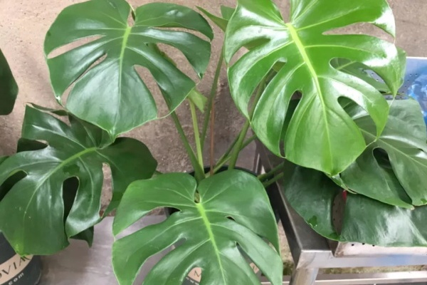 这花超耐阴,摆客厅吸废气,家里变成绿森林! 这花超耐阴,摆客厅吸废气,家里变成绿森林!