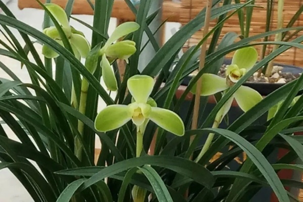 20种香水花,茶花排倒数,第一就是它! 20种香水花,茶花排倒数,第一就是它!