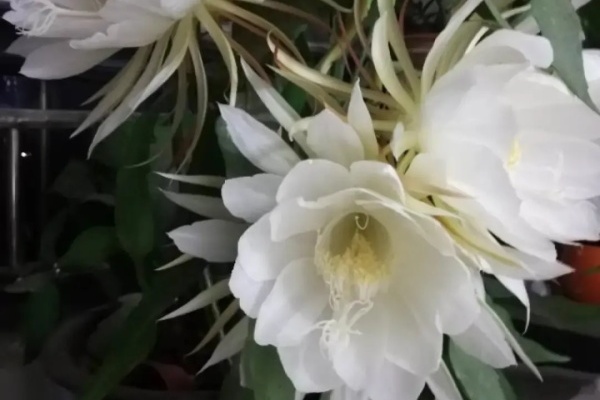这花只在夜里开,一次能开50朵,摘下来炒鸡蛋特香! 这花只在夜里开,一次能开50朵,摘下来炒鸡蛋特香!