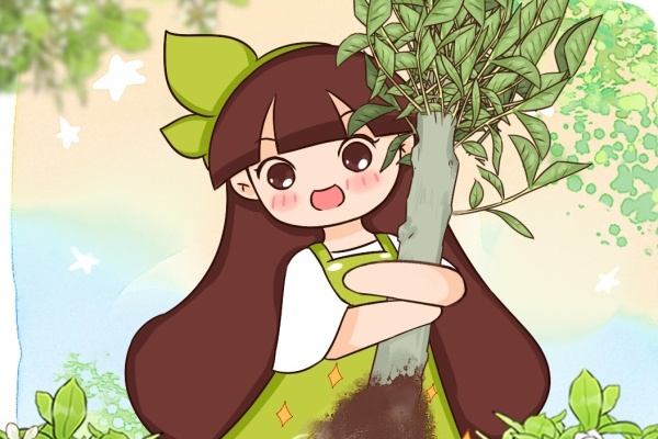 夏天扦插,杆子越粗越好活,根长成大扫把! 夏天扦插,杆子越粗越好活,根长成大扫把!