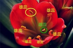 这花需要人工授粉，棉球棒点一点，结了大把种子！