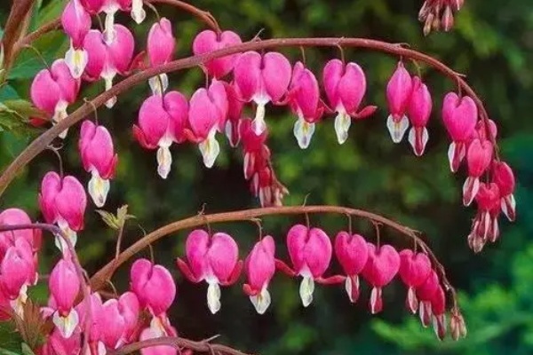 10种耐阴花,养在墙角边,开花长成树! 10种耐阴花,养在墙角边,开花长成树!