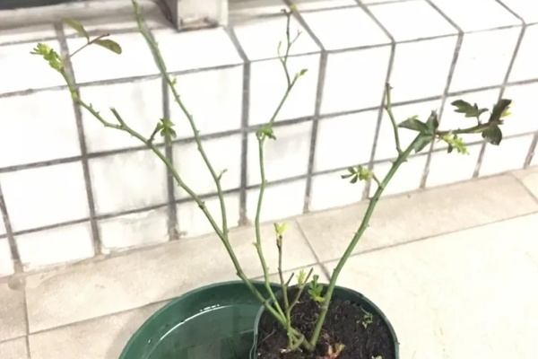 花养成光杆司令,赶紧这么救,3天冒新芽! 花养成光杆司令,赶紧这么救,3天冒新芽!