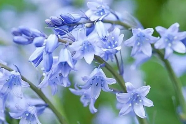 这花真奇葩,长得像土豆,开花像铃铛,满屋子香味! 这花真奇葩,长得像土豆,开花像铃铛,满屋子香味!