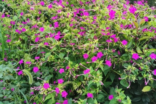这花一碰就爆炸,黑豆子崩出来,掉土里冒出100盆! 这花一碰就爆炸,黑豆子崩出来,掉土里冒出100盆!
