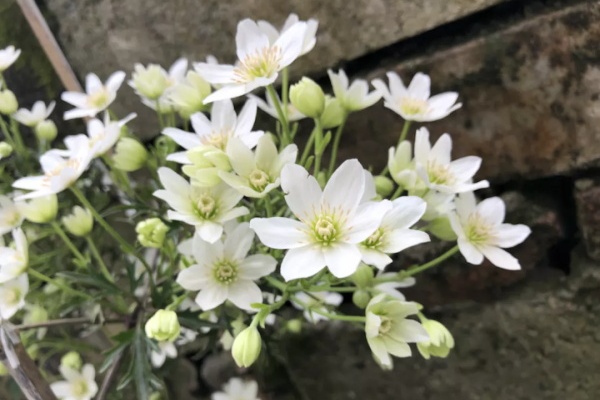 这花现在要修剪,剪好了,一棵能长整面墙! 这花现在要修剪,剪好了,一棵能长整面墙!