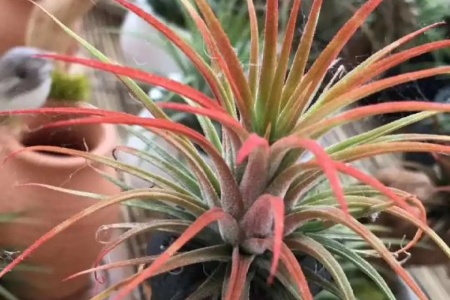 养这花不用土,掰一块木板子就能种,省了大笔买土钱! 养这花不用土,掰一块木板子就能种,省了大笔买土钱!