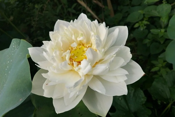 这花明明美上天,家里人却不让养,糟心! 这花明明美上天,家里人却不让养,糟心!