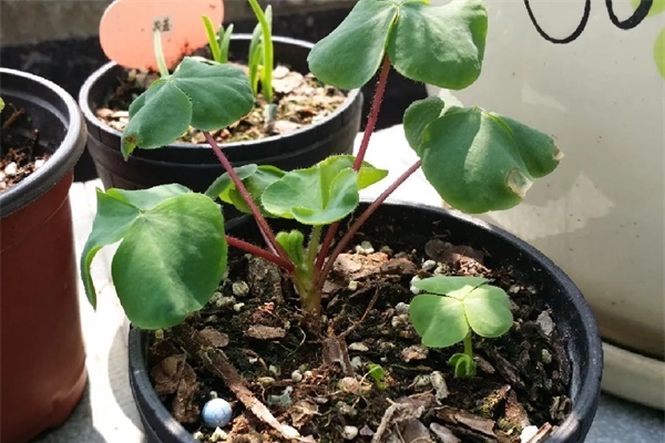 土里有虫子,1招杀干净,否则会传染! 土里有虫子,1招杀干净,否则会传染!