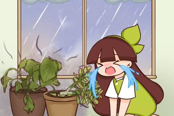盆里有这个,花离死不远了,赶紧换盆! 盆里有这个,花离死不远了,赶紧换盆!