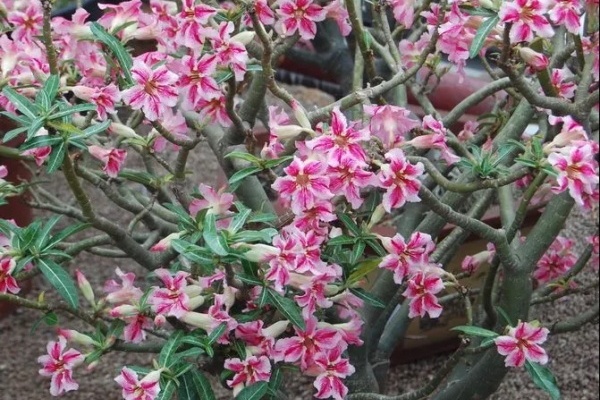 这花超耐旱,大肚子能吸水,天热狂开花! 这花超耐旱,大肚子能吸水,天热狂开花!