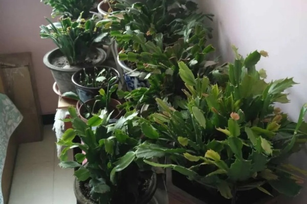 7月出梅,7月入伏,这些花赶紧收拾了! 7月出梅,7月入伏,这些花赶紧收拾了!