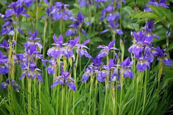 这花3块钱一颗，丢土里开花一大片，大冬天也能养！