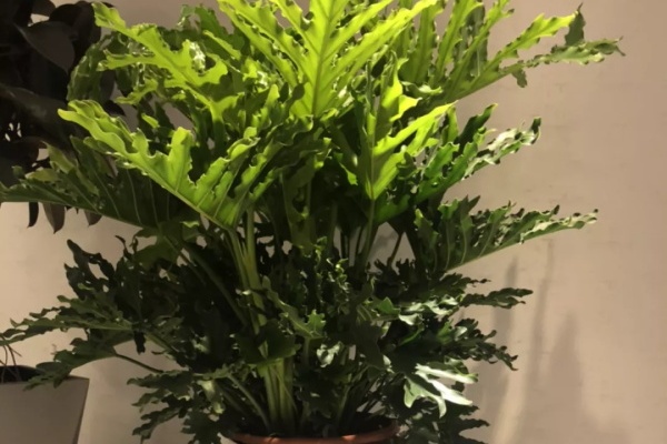春羽怎么养?安排一个角落,不用管就能蹭蹭长! 春羽怎么养?安排一个角落,不用管就能蹭蹭长!