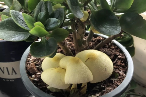 花盆里冒了这东西,赶紧丢掉,否则惹来大麻烦! 花盆里冒了这东西,赶紧丢掉,否则惹来大麻烦!