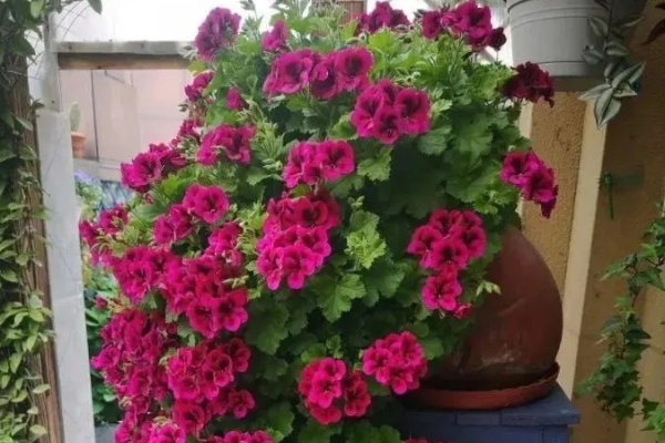 巨无霸的花,比家里小孩还高,羡慕! 巨无霸的花,比家里小孩还高,羡慕!