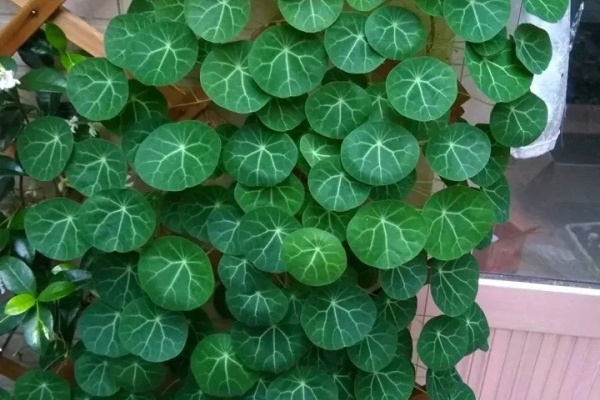 大土豆埋土里,2个月变成绿窗帘,1个月不浇水照样活! 大土豆埋土里,2个月变成绿窗帘,1个月不浇水照样活!