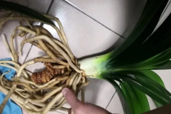 30的君子兰,长出粗壮大老桩,砍还是不砍? 30的君子兰,长出粗壮大老桩,砍还是不砍?