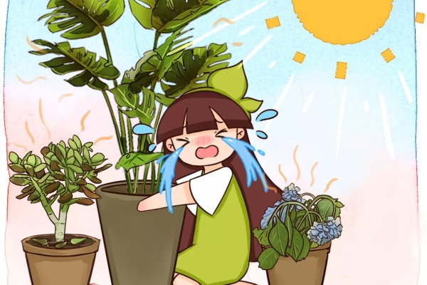 家里有这花,夏天不能晒,晒一盆死一盆! 家里有这花,夏天不能晒,晒一盆死一盆!