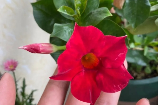现在养这花,耐热又耐晒,开花爬上墙! 现在养这花,耐热又耐晒,开花爬上墙!