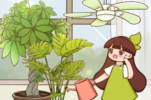 这6种花,夏天不休眠,多浇水、要施肥! 这6种花,夏天不休眠,多浇水、要施肥!