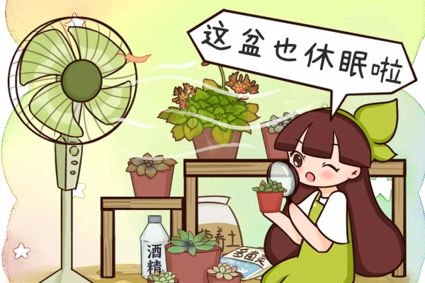 花一变这样,就是休眠了,赶紧换个地方养! 花一变这样,就是休眠了,赶紧换个地方养!