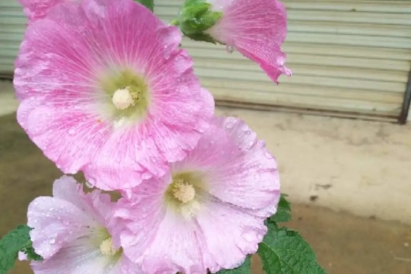 这6种花霸气镇宅,最爱养在大门口,30℃也能呼呼开! 这6种花霸气镇宅,最爱养在大门口,30℃也能呼呼开!
