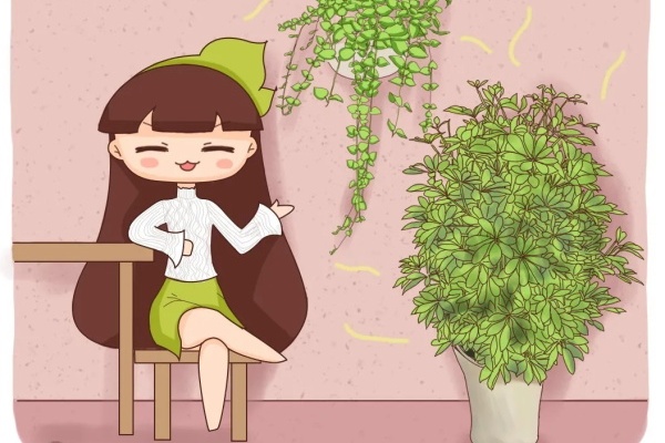 鸭掌木怎么养?土里浇点它,叶子油绿侧芽多! 鸭掌木怎么养?土里浇点它,叶子油绿侧芽多!