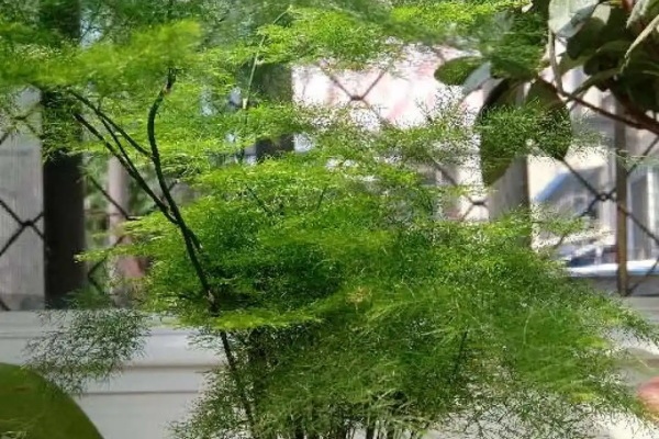 6种杀菌花,杀菌去异味,家里变成绿森林! 6种杀菌花,杀菌去异味,家里变成绿森林!