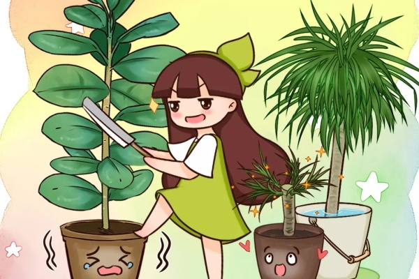 花养丑了,砍一刀整形,俩月脱胎换骨! 花养丑了,砍一刀整形,俩月脱胎换骨!