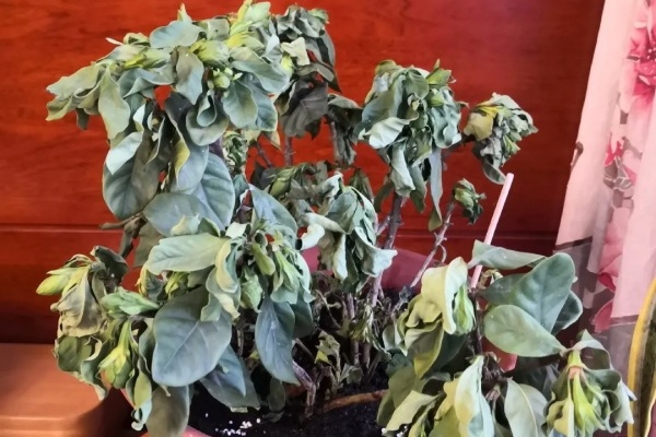 10种花,最怕换盆,换完活不过3天! 10种花,最怕换盆,换完活不过3天!