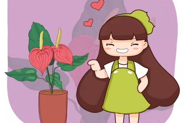 红掌的养殖方法,学会这3招,花开半年都不败! 红掌的养殖方法,学会这3招,花开半年都不败!