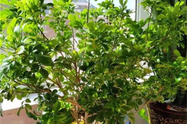 5月要修剪的花,剪完长的快,开花又一茬! 5月要修剪的花,剪完长的快,开花又一茬!
