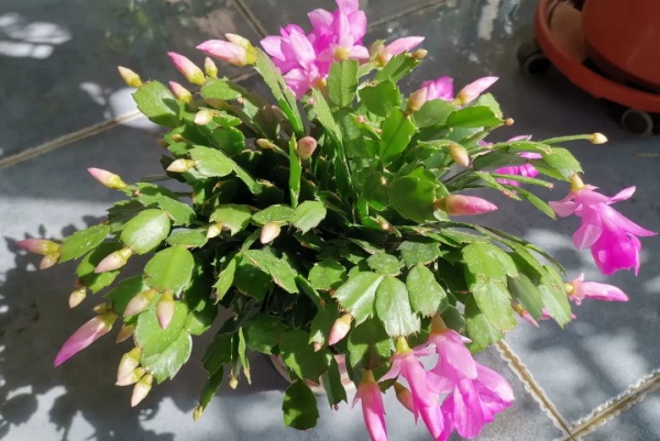 天热了,这花不能乱浇水,小心浇完就死! 天热了,这花不能乱浇水,小心浇完就死!