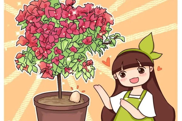 三角梅的养殖方法,学会这3招,傻瓜都能养爆盆! 三角梅的养殖方法,学会这3招,傻瓜都能养爆盆!
