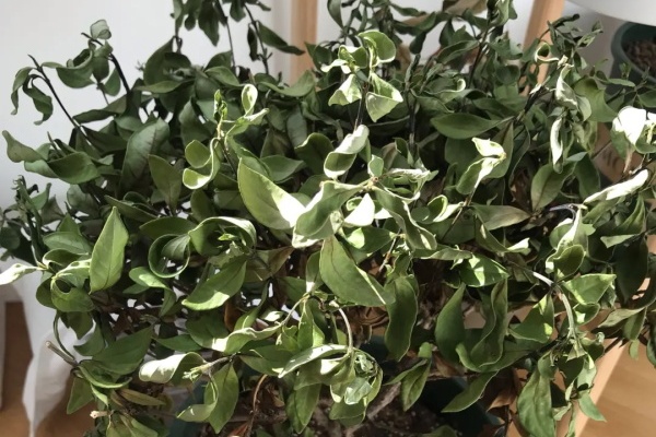 这花浇水要注意,一盆水下去,立马死翘翘! 这花浇水要注意,一盆水下去,立马死翘翘!