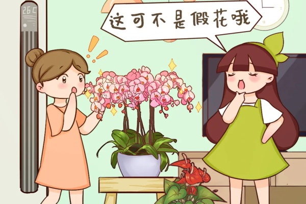 这花能开2个月,长的像假花,谁见都要摸一下! 这花能开2个月,长的像假花,谁见都要摸一下!