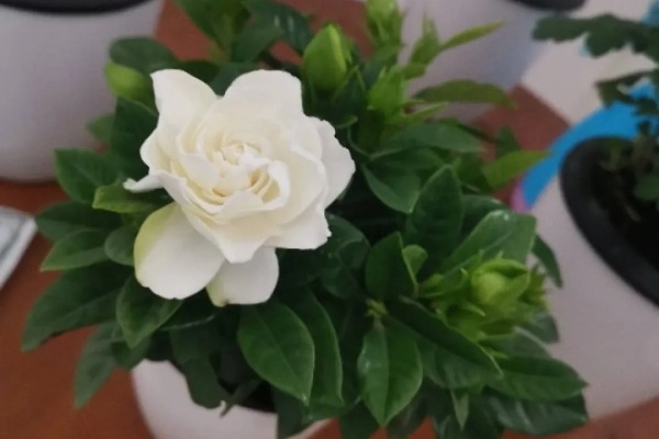 6种花,公认最难养,年年买都养不活! 6种花,公认最难养,年年买都养不活!