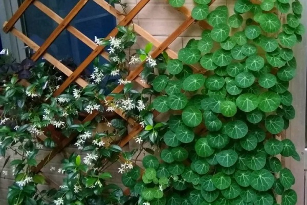 这18种花,挂窗台窜成绿窗帘,天热了遮阴真凉快! 这18种花,挂窗台窜成绿窗帘,天热了遮阴真凉快!