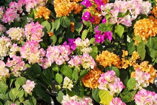 现在养这花,长的快、开花多,想开几次都行! 现在养这花,长的快、开花多,想开几次都行!