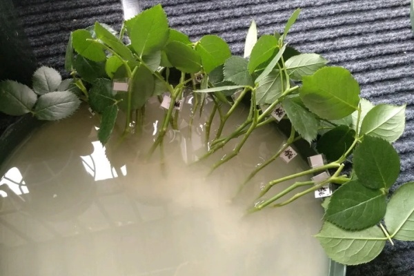 20种常见花,扦插方法大全,不用再花钱买了! 20种常见花,扦插方法大全,不用再花钱买了!