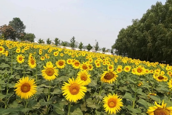 这花跟着太阳开,每次开花1000朵,养家里吉祥如意! 这花跟着太阳开,每次开花1000朵,养家里吉祥如意!
