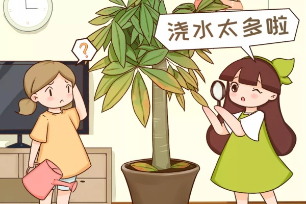这花春天爱黄叶,剪一剪、浇点它,3天就能绿油油! 这花春天爱黄叶,剪一剪、浇点它,3天就能绿油油!