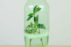 1个塑料瓶，竟有8种养花方法，省钱又好用！