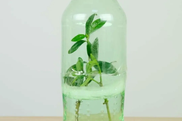 1个塑料瓶,竟有8种养花方法,省钱又好用! 1个塑料瓶,竟有8种养花方法,省钱又好用!