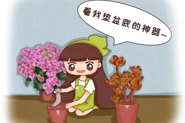 1把核桃垫盆底,不烂根、不招虫,疯长停不下来! 1把核桃垫盆底,不烂根、不招虫,疯长停不下来!